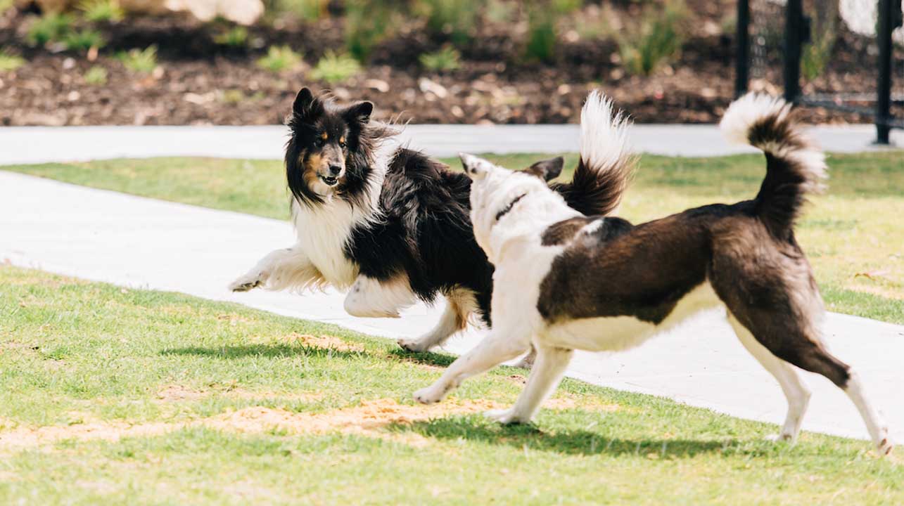 Pet recreation City of Rockingham